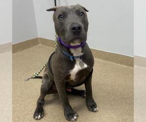 Mutt Dogs for adoption in Aurora, CO, USA