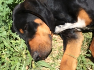 Black and Tan Coonhound Dogs for adoption in Chama, NM, USA