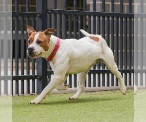 American Pit Bull Terrier-Unknown Mix Dogs for adoption in Waco, TX, USA