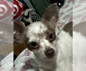 Chihuahua Dogs for adoption in Wheaton, IL, USA