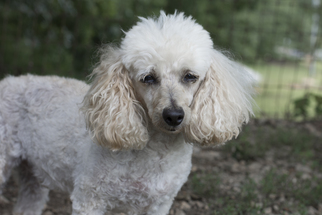 Cocker Spaniel-Poodle (Miniature) Mix Dogs for adoption in Pacolet, SC, USA