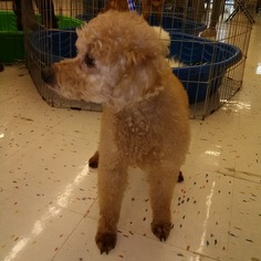 Poodle (Miniature) Dogs for adoption in Commerce, GA, USA