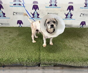 Shih Tzu Dogs for adoption in Orlando, FL, USA