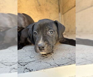 Mutt Dogs for adoption in Oklahoma City, OK, USA