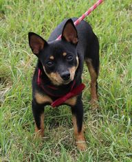 Medium Photo #17 Chiweenie Puppy For Sale in Lytle, TX, USA