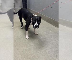 American Pit Bull Terrier-Unknown Mix Dogs for adoption in Las Vegas, NV, USA
