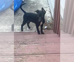 Mutt Dogs for adoption in San Antonio, TX, USA