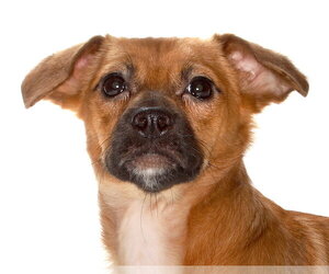 Medium Photo #1 Chihuahua Puppy For Sale in Oakland Park, FL, USA
