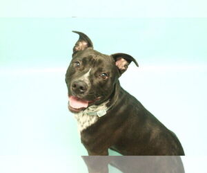 American Pit Bull Terrier-Unknown Mix Dogs for adoption in Fort Collins, CO, USA
