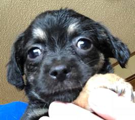 Chug Dogs for adoption in Brooklyn, NY, USA