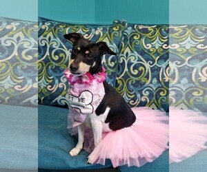 Rat Terrier Dogs for adoption in Guthrie, OK, USA