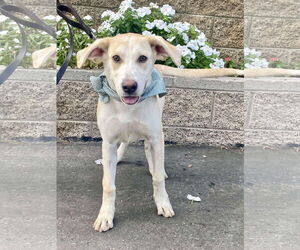 Labrador Retriever-Unknown Mix Dogs for adoption in San Diego, CA, USA