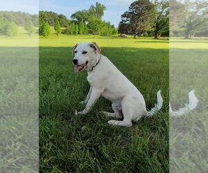 Mutt Dogs for adoption in Vail, AZ, USA