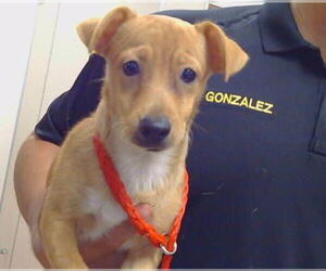 Chihuahua Dogs for adoption in Sacramento, CA, USA