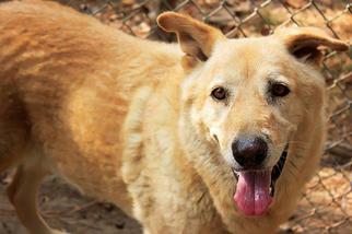 Shepradors Dogs for adoption in Columbus, GA, USA