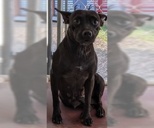 Raggle Dogs for adoption in El Cajon, CA, USA