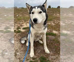 Siberian Husky Dogs for adoption in HESPERIA, CA, USA