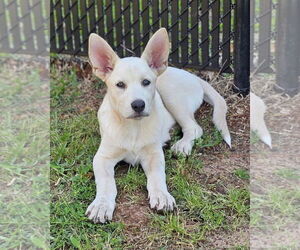 Mutt Dogs for adoption in Rockaway, NJ, USA