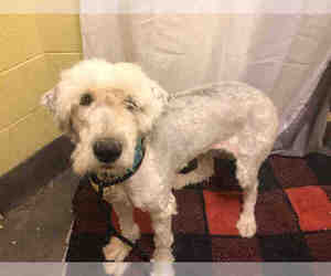 Old English Sheepdog Dogs for adoption in Forestville, MD, USA