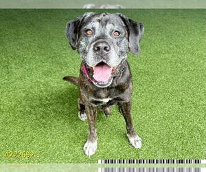 Mastiff Dogs for adoption in West Palm Beach, FL, USA