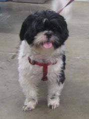 Shih Tzu Dogs for adoption in Newport, KY, USA