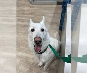 German Shepherd Dog Dogs for adoption in Pearland, TX, USA