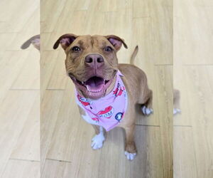 American Pit Bull Terrier-Unknown Mix Dogs for adoption in Rockaway, NJ, USA