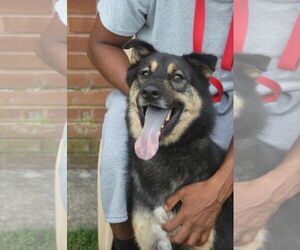 Chow Chow-Unknown Mix Dogs for adoption in Darlington, MD, USA