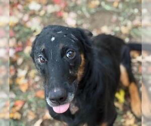 German Shepherd Dog-Unknown Mix Dogs for adoption in Tulsa, OK, USA