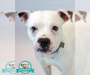Bulldog-Unknown Mix Dogs for adoption in Kennesaw, GA, USA