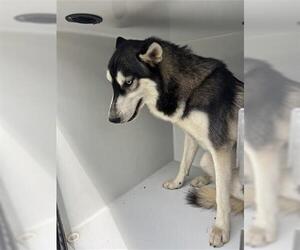 Siberian Husky Dogs for adoption in Houston, TX, USA