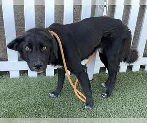 Collie-German Shepherd Dog Mix Dogs for adoption in Modesto, CA, USA