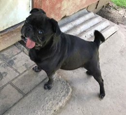 Pug-Unknown Mix Dogs for adoption in Blakeslee, PA, USA