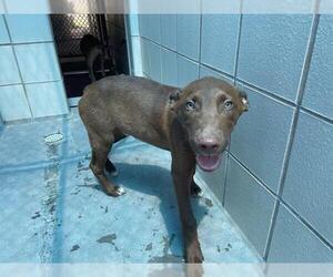 American Pit Bull Terrier-Unknown Mix Dogs for adoption in Corpus Christi, TX, USA