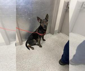 German Shepherd Dog-Unknown Mix Dogs for adoption in Pasadena, TX, USA