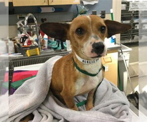 Chihuahua Dogs for adoption in Riverside, CA, USA
