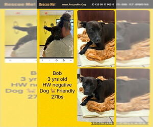 Mutt Dogs for adoption in Benton, PA, USA