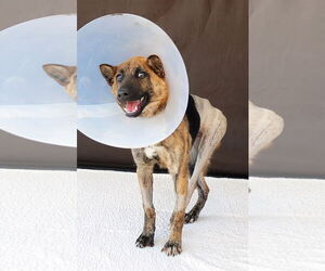 Medium Photo #1 Mutt Puppy For Sale in Pasadena, CA, USA