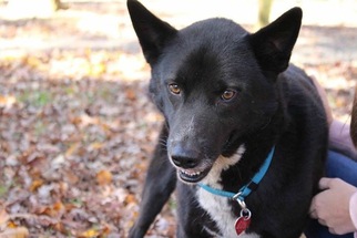 Mutt Dogs for adoption in Blairsville, GA, USA