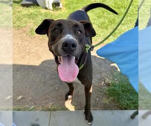 Labrador Retriever-Unknown Mix Dogs for adoption in Long Beach, CA, USA