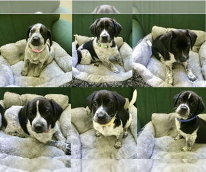 Beagle Dogs for adoption in Tampa, FL, USA