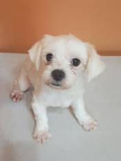 Maltese Dogs for adoption in Sherman Oaks, CA, USA