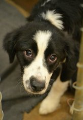 Border Collie Dogs for adoption in Tuscumbia, AL, USA