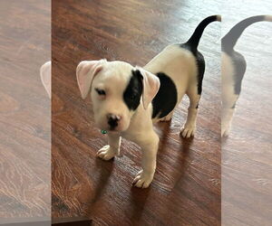 Labrador Retriever-Unknown Mix Dogs for adoption in Kannapolis, NC, USA
