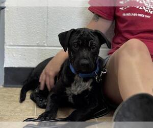 Labrador Retriever-Unknown Mix Dogs for adoption in Raleigh, NC, USA