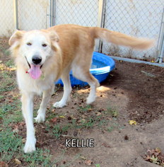 Australian Retriever Dogs for adoption in Lindsay, CA, USA