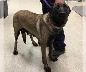 Mutt Dogs for adoption in Riverside, CA, USA