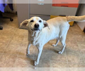 Labrador Retriever-Unknown Mix Dogs for adoption in Raleigh, NC, USA