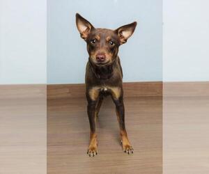 Miniature Pinscher Dogs for adoption in Eden Prairie, MN, USA