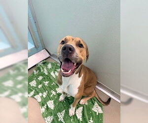 Mutt Dogs for adoption in Temple, TX, USA